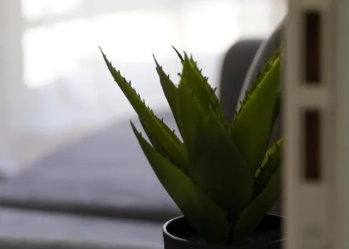 Kalpazo Myslym Shyri * تيرانا